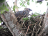 The amazing Harpy Eagle