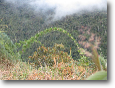 Andes cloud forest