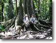 Rain forestAmazonia Lodge