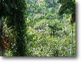 Amazonia Lodgefrom viewing tower