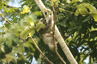 Three-toed sloth