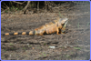 Green Iguana - Iguana iguana - Crooked Tree WildlifeSanctuary