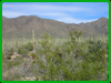 Saguaro National Park (West)