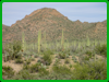 Saguaro National Park (West)