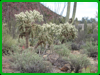 Jumping Cholla cactus 