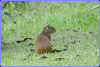 Cent Amer Agouti - Dasyprocta  punctata