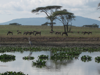 Lake Naivasha 