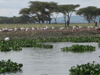 Lake Naivasha