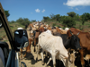 Cows on the road