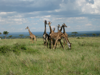 Masai Mara