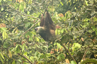 Two-toed sloth