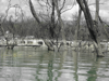 Flooded camp at Lake Baringo