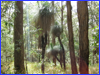 Grass trees at O'Reilly's Guest House