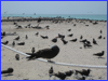 Michaelmas Cay