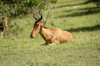 Masai Mara- Coke's Hartebeest