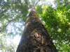 Doi Inthanon has tall trees.