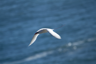 Red-tailed Tropicbird,Kilauea Point