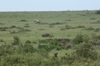 Masai Mara - see the Rhino?