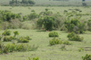 Masai Mara - see the gazelle?