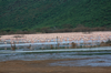 Flamingos at Lake Bogoria