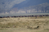 African Buffalo at Lake Nakuru 