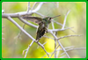 Broad-billed hummingbird