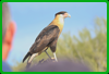 Sonora Desert Museum - Crested Caracara