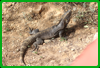 Spiny-tailed Iguana