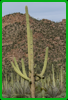 Saguaro Cactus