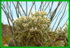 Jumping Cholla - don't get too close.