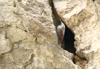 Wallcreeper Trigrad Gorge