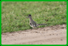 Greater Roadrunner