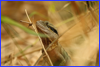 Australian Water Dragon