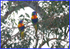 Rainbow Lorikeets - Botanic Garden