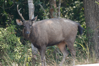 Not an elephant - a Sambar deer