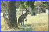 Eastern Gray Kangaroo