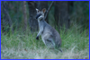 Pretty-face Wallaby