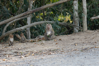 Northern pig-tailed macaque family