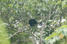 Mantled Howler