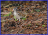 Helmeted Friarbird - Cairns Centenary Lakes