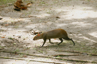 Agouti 