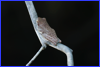 Desert tree frog - Daintree River