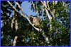 Lumholtz's tree-kangaroo at the Crater