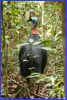 Cassowary