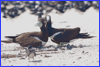 Brown Boobies - Michaelmas Cay