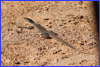 Gould's Sand Monitor - Hattah-Kulkyne Nat'l Park