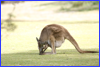 Western Grey Kangaroo - Little Desert Nature Lodge