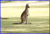 Western Grey Kangaroo - Little Desert Nature Lodge