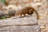 Northern Tree-Shrew