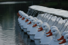 Lumpini ducks lined up in a row.